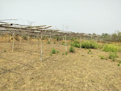 Image of 54450 Sq.ft Residential Plot / Land for sale in Mirza, Guwahati for Rs. 20000000