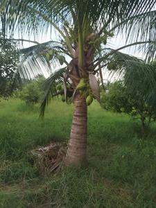 Image of 1000 Sq.ft Residential Plot / Land for sale in Chengalpattu, Chennai for Rs. 1300000