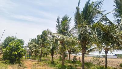 Image of 50097 Sq.ft Residential Plot / Land for sale in Tharuvai, Tirunelveli for Rs. 10000000