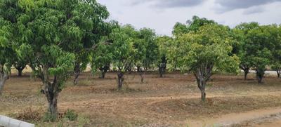 Image of 7623 Sq.ft Residential Plot / Land for sale in Srinivaspur Rural, Kolar for Rs. 4573800