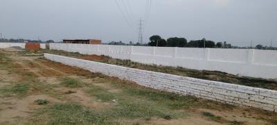 Royal society  Plot View 3