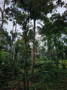 Image of 700 Sq.ft 4 BHK Independent House for sale in Payyampally, Wayanad for Rs. 6500000