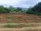 Pudipatla Plot View 2