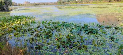 Image of 5989 Sq.ft Residential Plot / Land for sale in Harohalli, Ramnagara, Bengaluru for Rs. 7181411