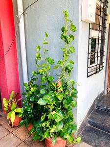 Image of 1400 Sq.ft 2 BHK Villa for sale in Manas Morning Dew Row House, Undri, Pune for Rs. 14000000