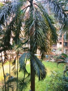 Image of 565 Sq.ft 1 BHK Apartment / Flat for sale in Royal Palms Crystal Isle Apartment, Goregaon East, Mumbai for Rs. 7000000