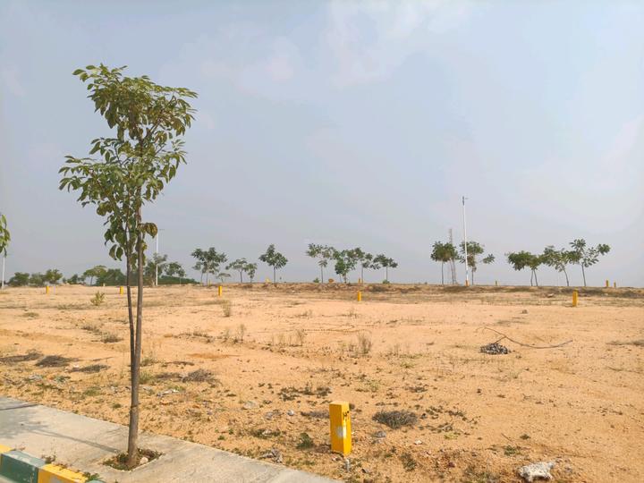 SLN Mango Groove Main Image 1