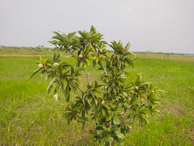 Image of 9600 Sq.ft Residential Plot / Land for sale in Sri Sai Garden, Walajabad, Chennai for Rs. 2400000