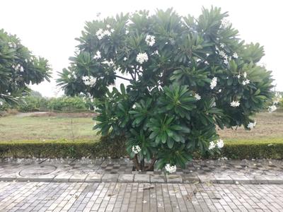 Image of 963 Sq.ft Residential Plot / Land for sale in Mansha Oaks, Sector 98, Faridabad for Rs. 13900000