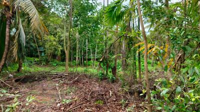Kunnathery Thikavu Plot View 2