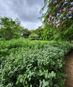 Image of 517 Sq.ft Residential Plot / Land for sale in Raysan, Gandhinagar for Rs. 35000000