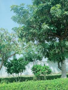 Image of 120 Sq.ft Residential Plot / Land for sale in Krish Seasons, Burera, Bhiwadi for Rs. 3360000