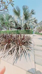 Image of 1000 Sq.ft Residential Plot / Land for sale in Swastik Rosebey Greens Extention, Labhandih, Raipur for Rs. 2851000
