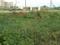 Satya Merano Greens Main Image 1
