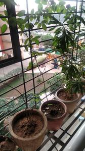 Balcony Image of 615 Sq.ft 1 BHK Apartment / Flat for sale in Motiram Lakeview, Badlapur West Badlapur for Rs. 2600000