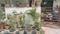 Stuti Kasturi Green City More Images 2