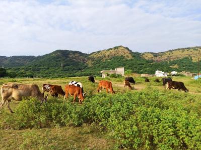 Image of 3000 Sq.ft Residential Plot / Land for sale in Padegaon, Aurangabad for Rs. 2700000