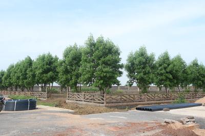 Image of 2000 Sq.ft Residential Plot / Land for sale in Singar City, Naya Raipur, Raipur for Rs. 2700000