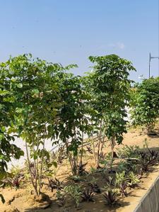 Image of 999 Sq.ft Residential Plot / Land for sale in Chaksu, Jaipur for Rs. 3105524