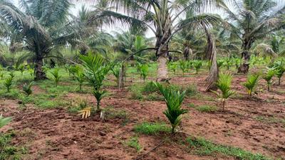 Image of 12000 Sq.ft Residential Plot / Land for sale in Kaggalipura, Bengaluru for Rs. 44000000
