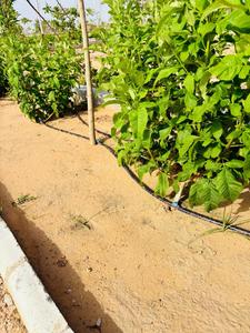 Mahika world city farm house plot ajmer road Plot View 1