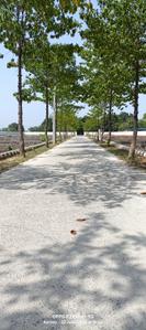 Image of 1500 Sq.ft Residential Plot / Land for sale in Banthra Sikander Pur, Lucknow for Rs. 2100000