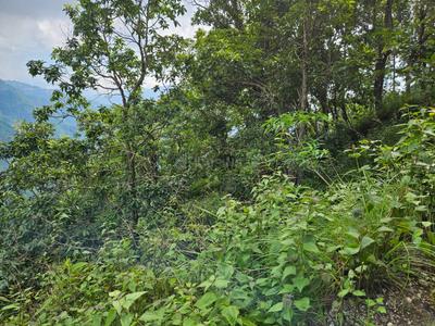 Image of 21800 Sq.ft Residential Plot / Land for sale in Kalimpong Khasmahal, Kalimpong for Rs. 4000000