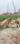 Mithapur Extension Plot View 2