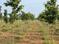 Kanchipuram Plot View 2