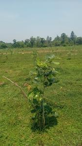 Image of 200 Sq.ft Residential Plot / Land for sale in Kothavalasa, Visakhapatnam for Rs. 1200000