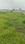 Near Azim Premji university  Plot View 2