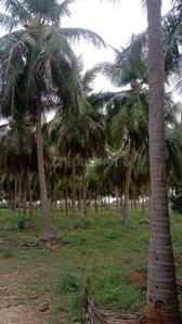 Image of 99999 Sq.ft Residential Plot / Land for sale in Kalayarkoil, Sivaganga for Rs. 300000000