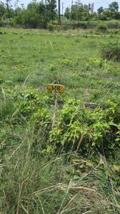 Image of 1500 Sq.ft Residential Plot / Land for sale in Bidadi, Bengaluru for Rs. 8250000
