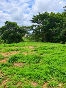 Residential Plot