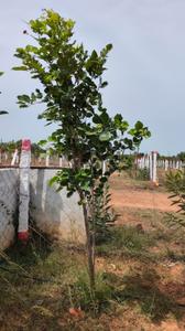 Image of 1200 Sq.ft Residential Plot / Land for sale in Vengal, Chennai for Rs. 900000