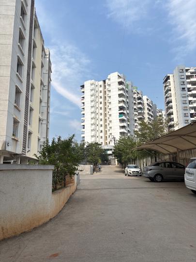 Ashapuri The Sacred Basil Main Image 1