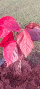 Image of 600 Sq.ft Residential Plot / Land for sale in Mahabalipuram, Chennai for Rs. 890000