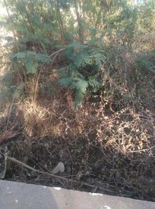 Image of 873 Sq.ft Residential Plot / Land for sale in Kompally, Hyderabad for Rs. 82935000
