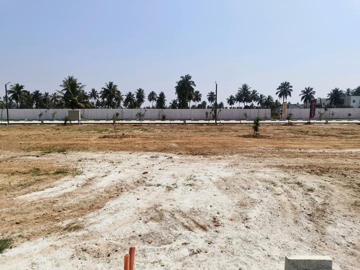 Sizzle White Willows Main Image 1