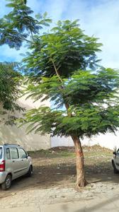 Shri Vinayak township Phase 1 Plot View 1