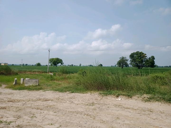 Royal city Main Image 1