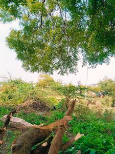 Image of 1736 Sq.ft Residential Plot / Land for sale in SVR, Pillala Marri Rural, Suryapet for Rs. 2400000