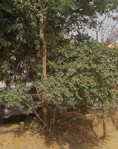 Image of 200 Sq.ft Residential Plot / Land for sale in DLF Phase 2, Gurgaon for Rs. 80000000