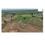Sage Golden Spring Main Image 1