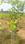 Charan Red Sandal GoldStar Main Image 1