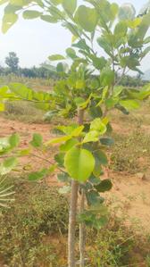 Image of 200 Sq.ft Residential Plot / Land for sale in Bhogapuram, Visakhapatnam for Rs. 1200000