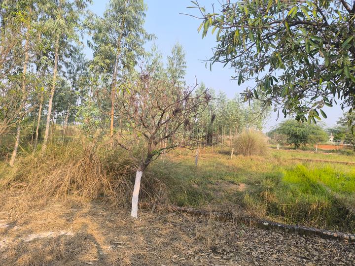 Dhaurmau Main Image 1