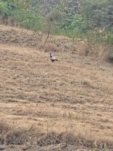 Image of 10764 Sq.ft Residential Plot / Land for sale in Talegaon Anjaneri, Nashik for Rs. 4500000