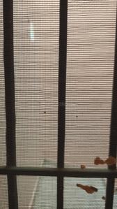 Balcony Image of 2000 Sq.ft 2 BHK Independent House for rent in Vrindavan Yojana Lucknow for Rs. 20000
