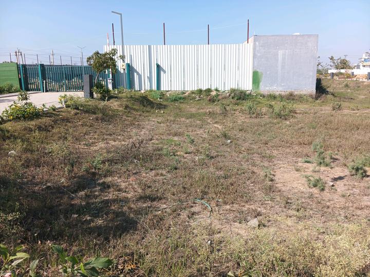 Adani Oyster Greens Main Image 1